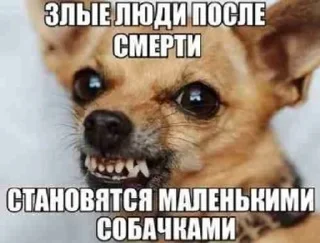 🌟 emoji Животные/тру няшки Telegram sticker 24 of 51