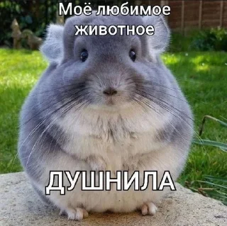 🌟 emoji Животные/тру няшки Telegram sticker 13 of 51