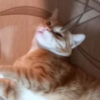 😉 emoji Котики автор: @thleme Telegram sticker 17 of 28