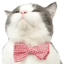 😎 emoji Caters Gonna Cate Telegram sticker 20 of 120