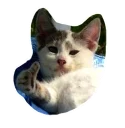 👍 emoji Caters Gonna Cate Telegram sticker 6 of 120