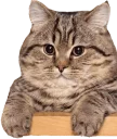 🤔 emoji Caters Gonna Cate Telegram sticker 21 of 120