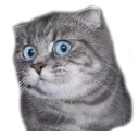 😯 emoji Caters Gonna Cate Telegram sticker 7 of 120