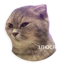 😒 emoji Caters Gonna Cate Telegram sticker 13 of 120