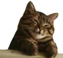 😌 emoji Caters Gonna Cate Telegram sticker 8 of 120