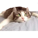 😕 emoji Caters Gonna Cate Telegram sticker 23 of 120