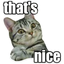 👍 emoji Caters Gonna Cate Telegram sticker 16 of 120