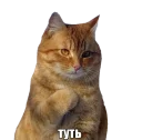 🤗 emoji Caters Gonna Cate Telegram sticker 22 of 120