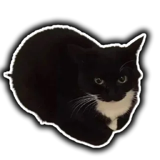 🕊️ emoji Добри Шлёпка Telegram sticker 10 of 11