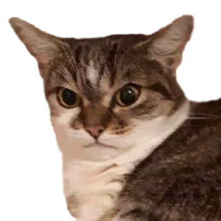 😠 emoji @nullchdays рандомное Telegram sticker 21 of 120
