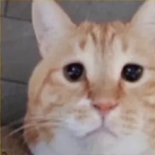 Sticker from Sad Cat