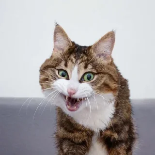 🤪 emoji Эмоциональный кот Telegram sticker 14 of 44