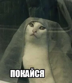 😇 emoji охуенный пэк Telegram sticker 19 of 100