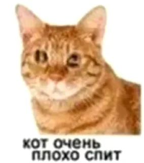 🤮 emoji cat Telegram sticker 23 of 42