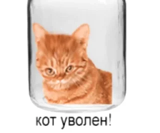😌 emoji cat Telegram sticker 2 of 42