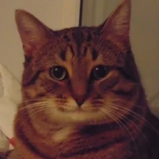 😀 emoji Chai's Cat Memes Telegram sticker 17 of 120