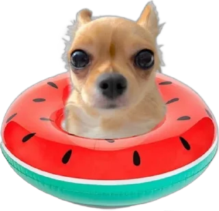 🌟 emoji бэлла хадид Telegram sticker 20 of 24