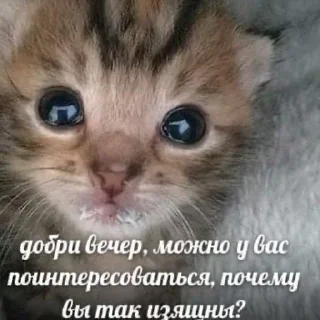 👠 emoji мили котики и пёсики Telegram sticker 9 of 22