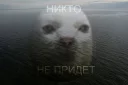 😼 emoji ТрαнсцεнΔен†αłьный кøт feat. knife.media Telegram sticker 11 of 17