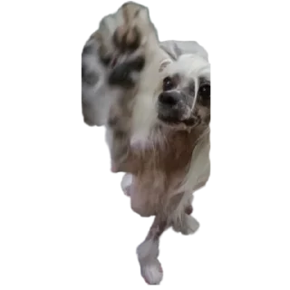 😡 emoji дикси Telegram sticker 10 of 22