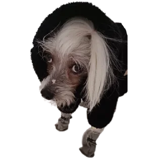👽 emoji дикси Telegram sticker 20 of 22