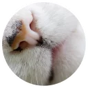 😘 emoji Nice Cats @StikeryTG Telegram sticker 12 of 20