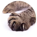 😼 emoji Nice Cats @StikeryTG Telegram sticker 6 of 20