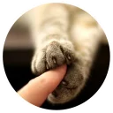 😺 emoji Nice Cats @StikeryTG Telegram sticker 9 of 20