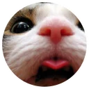 😍 emoji Nice Cats @StikeryTG Telegram sticker 8 of 20
