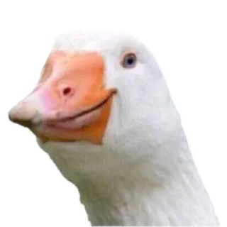 😄 emoji Гуси Telegram sticker 19 of 19