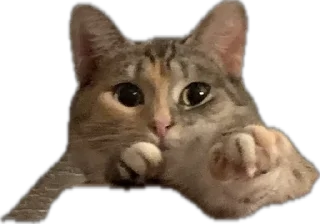 🫨 emoji мои китики Telegram sticker 16 of 77
