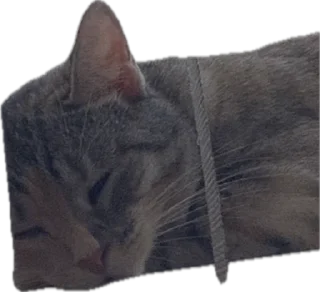 😴 emoji мои китики Telegram sticker 9 of 77