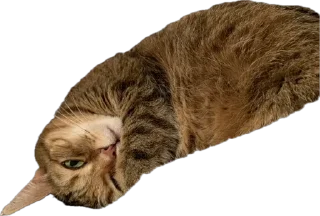 🥱 emoji мои китики Telegram sticker 11 of 77