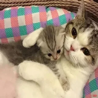 💗 emoji раскромсай мне лицо Telegram sticker 6 of 95