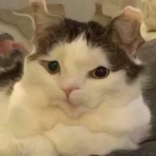 😼 emoji Булка хлеба 👉 @TopStickerTop Telegram sticker 18 of 87