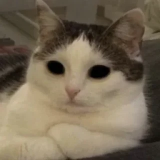 😼 emoji Булка хлеба 👉 @TopStickerTop Telegram sticker 7 of 87