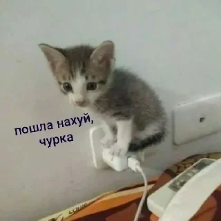 😼 emoji коты 2 Telegram sticker 5 of 32