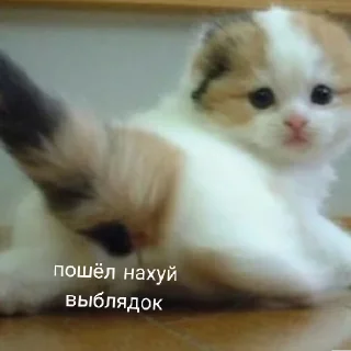 🥰 emoji коты 2 Telegram sticker 8 of 32
