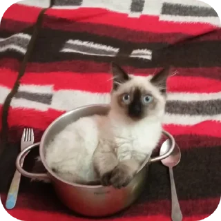 🍴 emoji Пушка💗-🔫 Telegram sticker 9 of 34