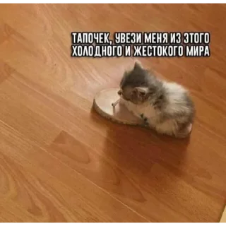 💚 emoji котики:3 Telegram sticker 21 of 22