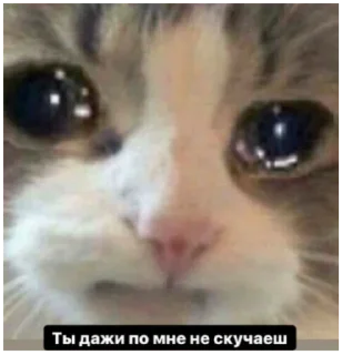 🤧 emoji Стикерпак нытика с большим сердцем Telegram sticker 22 of 79