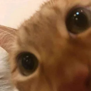 😺 emoji милые коты Telegram sticker 18 of 35