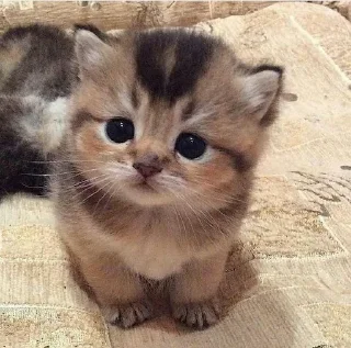 😾 emoji милые коты Telegram sticker 20 of 35