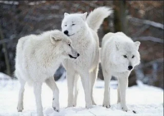 🐺 emoji Волчий стикер-пак 2 Telegram sticker 13 of 19