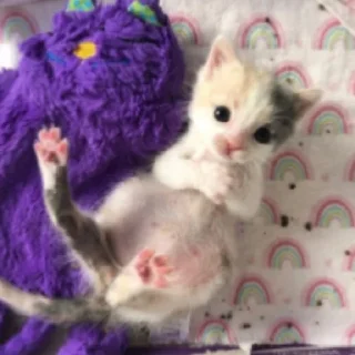 🥰 emoji коты 2 Telegram sticker 9 of 32