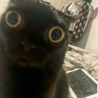 😳 emoji коты 2 Telegram sticker 24 of 32