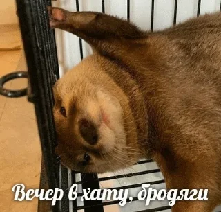 😁 emoji @TVstickers Otter Telegram sticker 20 of 110