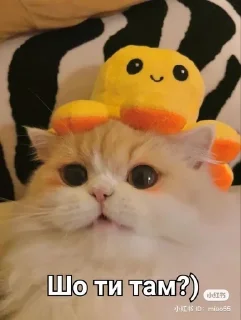 😸 emoji Kitty ฅ^•ﻌ•^ฅ Telegram sticker 12 of 100