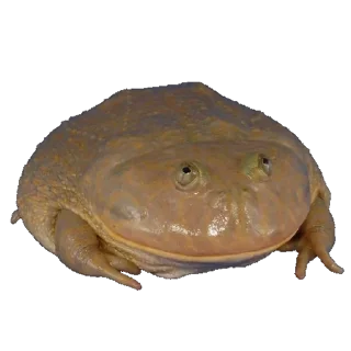 🐸 emoji колекція жабенят Telegram sticker 13 of 28