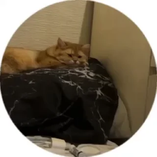 💤 emoji Котёнок Ра — @camissad0 Telegram sticker 8 of 34
